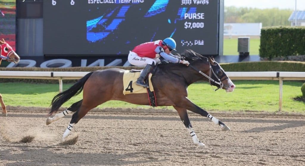 Lights Dynasty racing at Ajax Downs