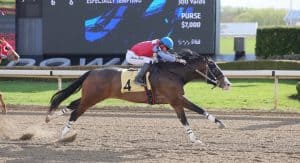 Lights Dynasty racing at Ajax Downs
