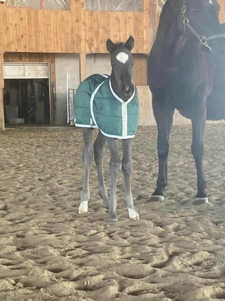 PEIGHNTMEADIAMOND UPSETS ONTARIO BRED MATURITY at Ajax Downs